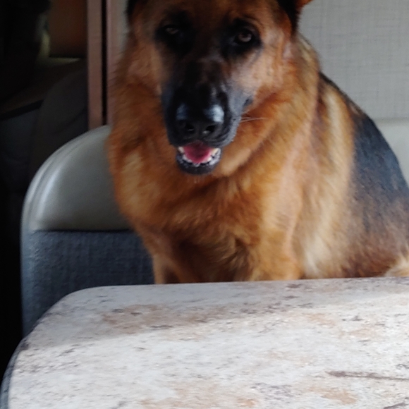 Meet your Posher, Laura - Picture 4 of 10